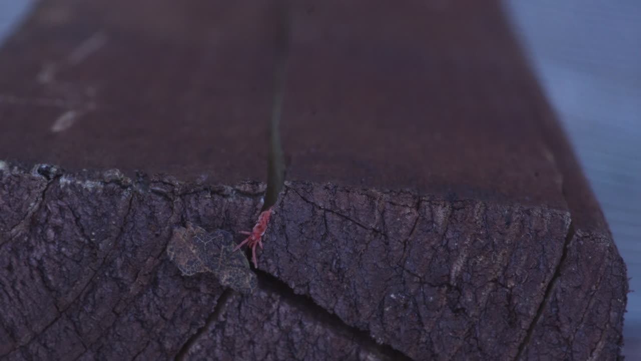 Red Velvet Mite on wood, macro shot of tiny vibrant insect outdoors