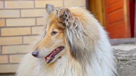 un corto clip de un collie áspero de pie frente a una casa