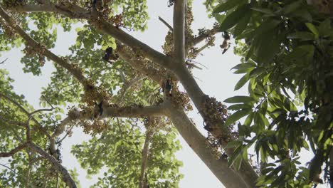 Cluster of bats hanging from a fig tree in Africa, eating, sleeping and stretching