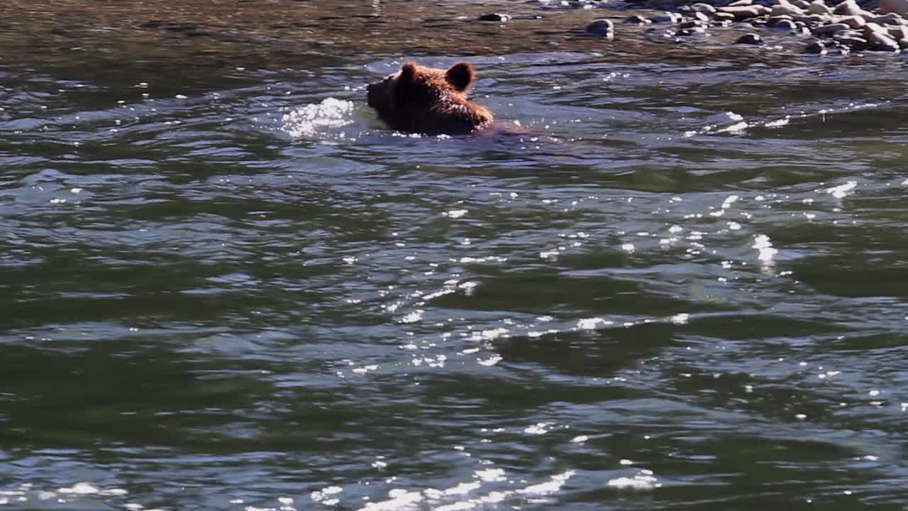 lindo oso grizzly camina sobre las patas traseras en