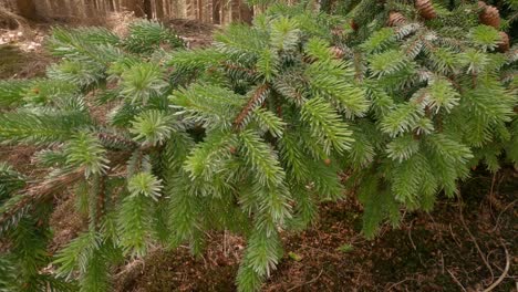 primer plano de un abeto caído en un camino en el bosque