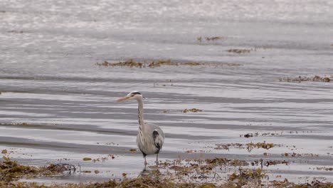 Una-Garza-Gris-Cazando-Comida-Entre-Algas-Marinas-En-Una-Bahía-Costera-En-Escocia