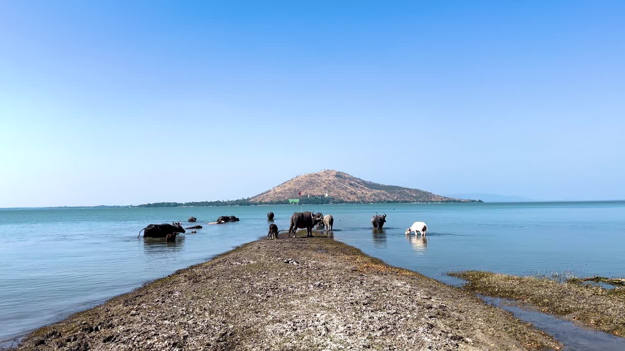 태국 의 강변 을 따라 고 있는 버팔로 들