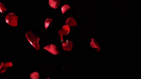 real roses falling in slow motion on a black background