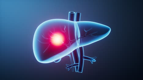 liver organ with health care concept, 3d rendering.