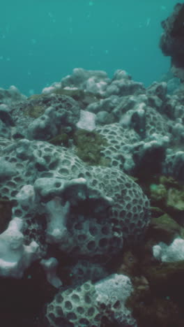 close-up of a coral reef