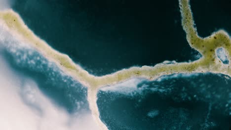 slime mold plasmodium under microscope with internal flow visible