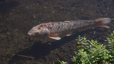 Koi-karpfen-Schwimmen-In-Einem-Teich-Im-Sommer-In-Tokio,-Japan