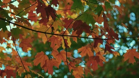 maple tree autumn leaves