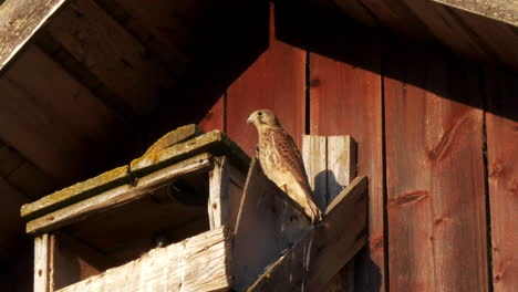 Turmfalke-Auf-Dem-Nistkasten-In-Ausschaustellung,-Der-Halsbewegungen-Macht