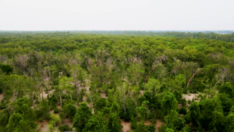 Aerial-View-Of-Lebur-Chor-Forest-In-Sundarban-Near-East-Coast-Of-Kuakata,-Bangladesh