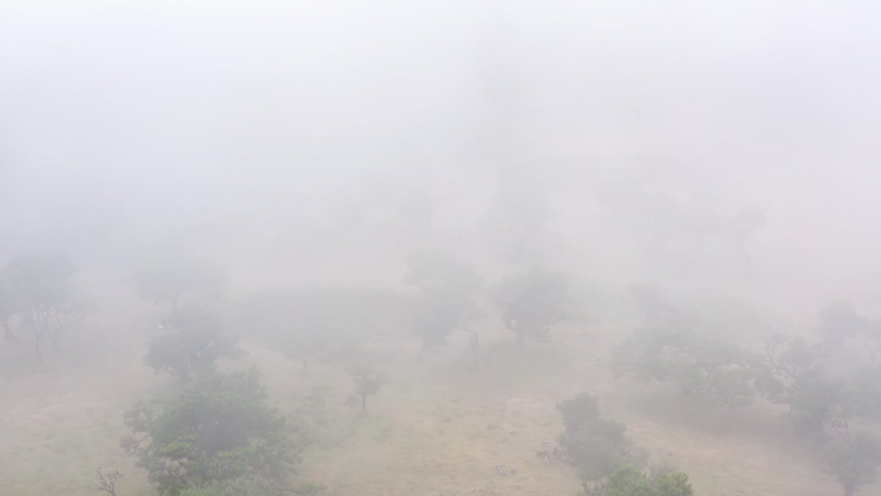 마데이라에서 숲 fanal의 조감도