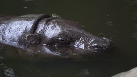 a hippopotamus that is bathing only shows its head in a pool of calm water.