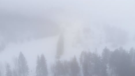 frigid atmosphere in a foggy winter forest