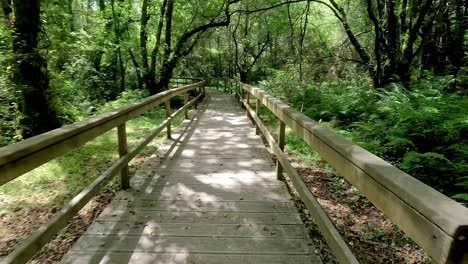 path-that-runs-on-a-wooden-platform-raised-on-the-ground-to-facilitate-access-for-people-walking-under-the-shade-of-the-trees-of-the-forest,-,-shot-traveling-forward,-Ordes,-Galicia,-Spain