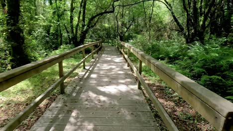 camino que corre sobre una plataforma de madera levantada en el suelo para facilitar el acceso a las personas que caminan bajo la sombra de los árboles del bosque, , tiro viajando hacia adelante, órdenes, galicia, españa