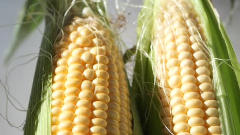 fresh corn cob close up