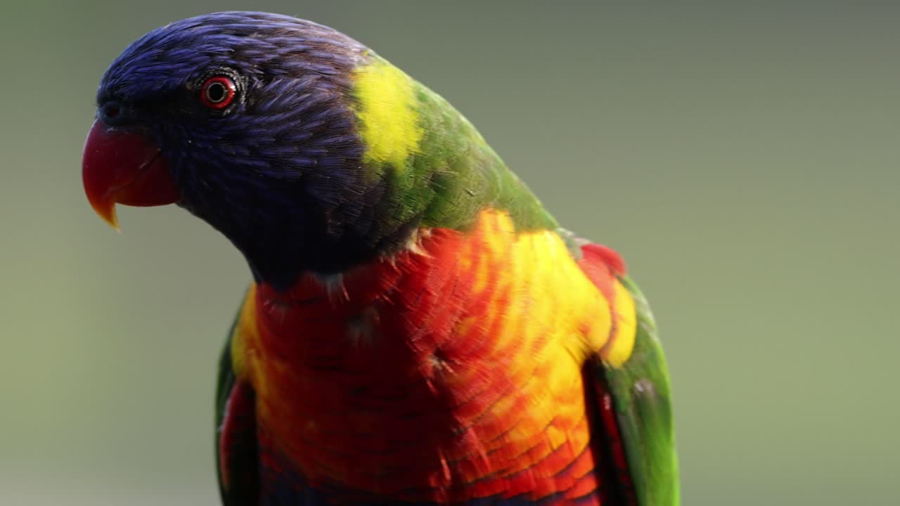 화려한 색의 무새가 주변을 조심스럽게 관찰하고 있습니다.