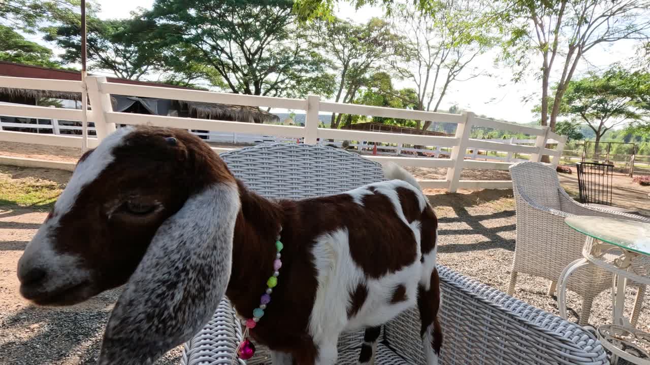 정원에서 의자에 앉아 있는 염소