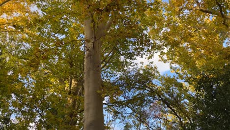 grabando de los árboles altos y frondosos de inmensos platanus hispanica árboles, hay una variedad de colores en las hojas, amarillos, verdes y marrones, la luz que entra es dorada, vemos el cielo