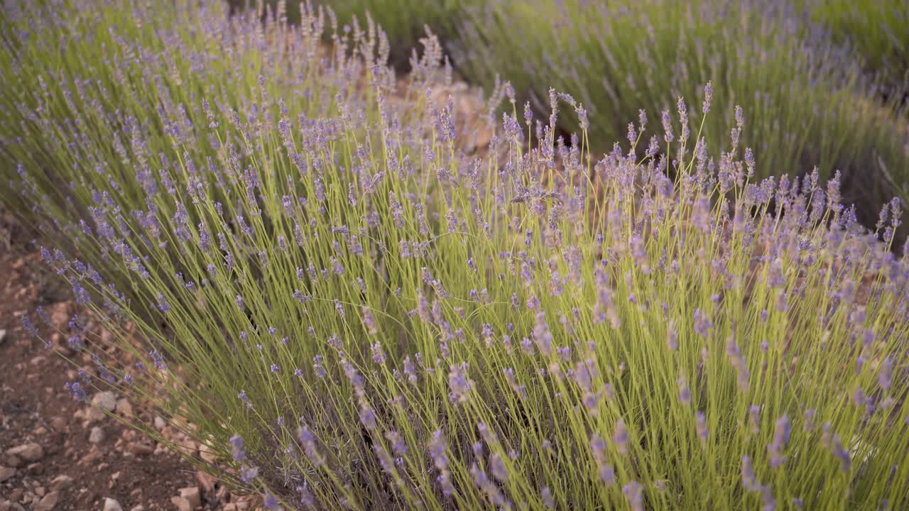 tiro de detalle de cámara lenta de flores de campo de lavanda meciéndose en el viento en cuenca, españa, durante la hermosa puesta de sol con luz suave
