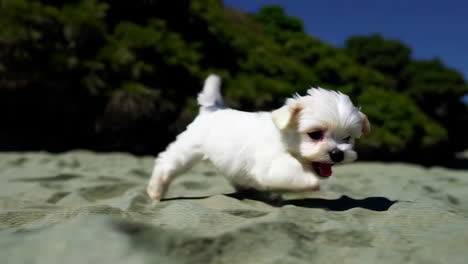 adorable white puppy playing on the beach