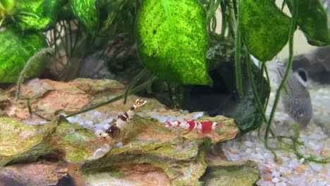 Kristallrote-Und-Schwarze-Taiwan-Bienengarnelen-In-Einem-Tropischen-Süßwasseraquarium