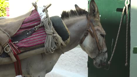 donkey with saddle bound to wall in greek alley close up