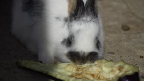 primer plano de lindos conejitos de color blanco y negro comiendo berenjena fresca