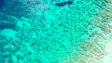 group of young people snorkel and swim on crystal calm water of seashore watching beautiful seabed with rocks and coral reefs in barbados