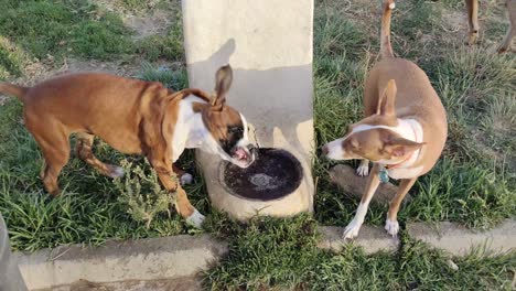 hand-held shot of two dogs drinking out of the same water bowl