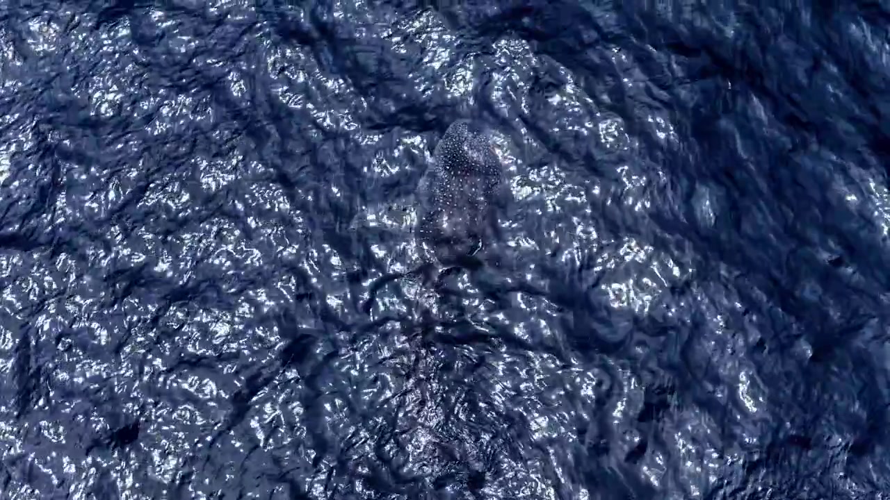 Squalo balena gigante, il pesce più grande del mare, che nuota con grazia nell'oceano aperto.