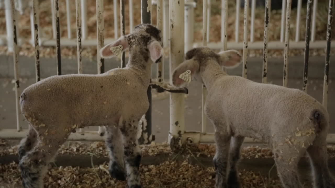 Pecore e agnelli dietro le gabbie in una fattoria o in uno zoo didattico