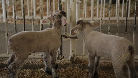 Ovejas-Y-Corderos-Detrás-De-Jaulas-En-Una-Granja-O-Zoológico-Interactivo