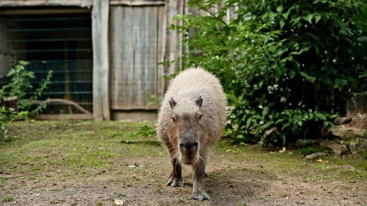 Capibara Marrone Seduto in un Recinto allo Zoo. Capibara Cammina sull'Erba Verde. Cura degli Animali allo Zoo