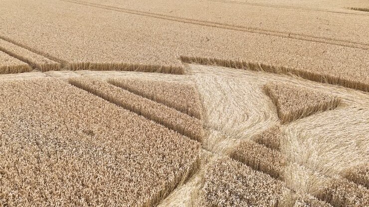 Low aerial view over Badbury rings crop circle pressed golden wheat harvest meadow