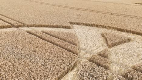 Low-aerial-view-over-Badbury-rings-crop-circle-pressed-golden-wheat-harvest-meadow