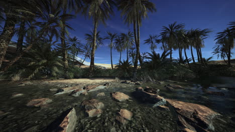 palmeras en un oasis del desierto