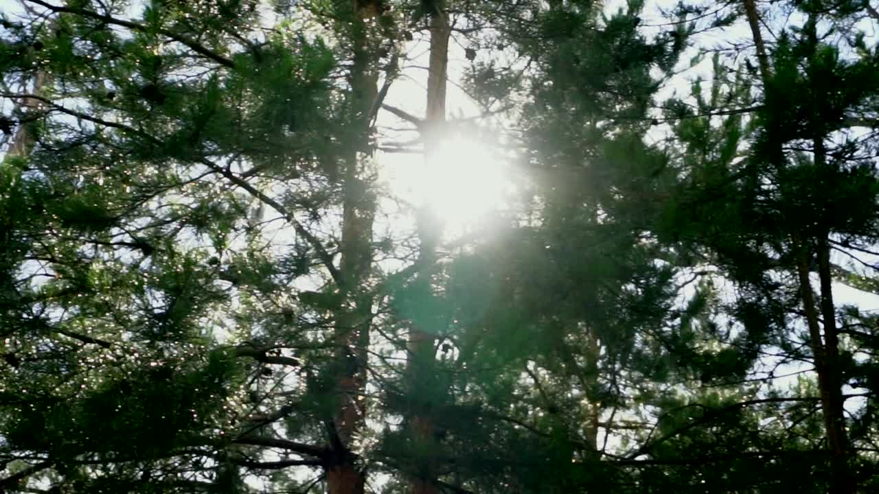 pinos y la luz del sol