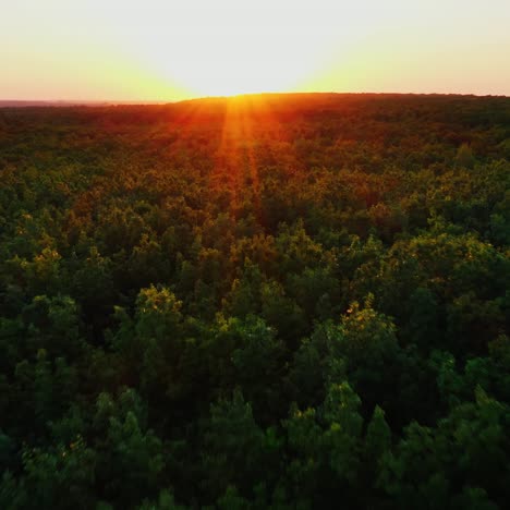 red rays of the setting sun over treetops. dark green forest against the beautiful sunset. aerial view. camera moves back.