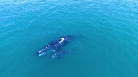 Aerial---Drone-rotates-above-Southern-Right-whale-with-newborn-calf,-mother-exhaling-forcefully