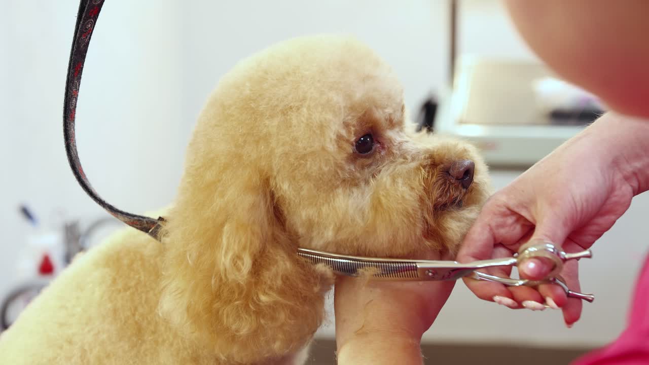 sesión de aseo de perros