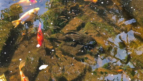 golden orange nishikigoi koi fish japanese origin in pond zen garden