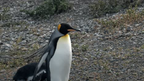 Pingüino-Rey-Caminando-Con-Pingüinos-De-Magallánicos-En-Isla-Martillo,-Ushuaia