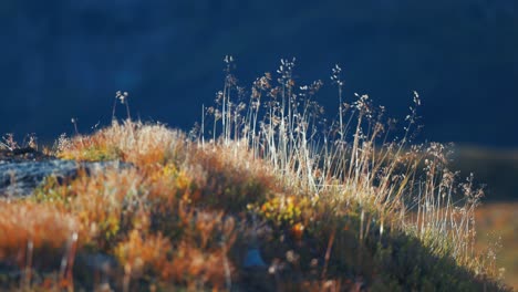 Dry-wispy-grass-sways-in-the-strong-wind