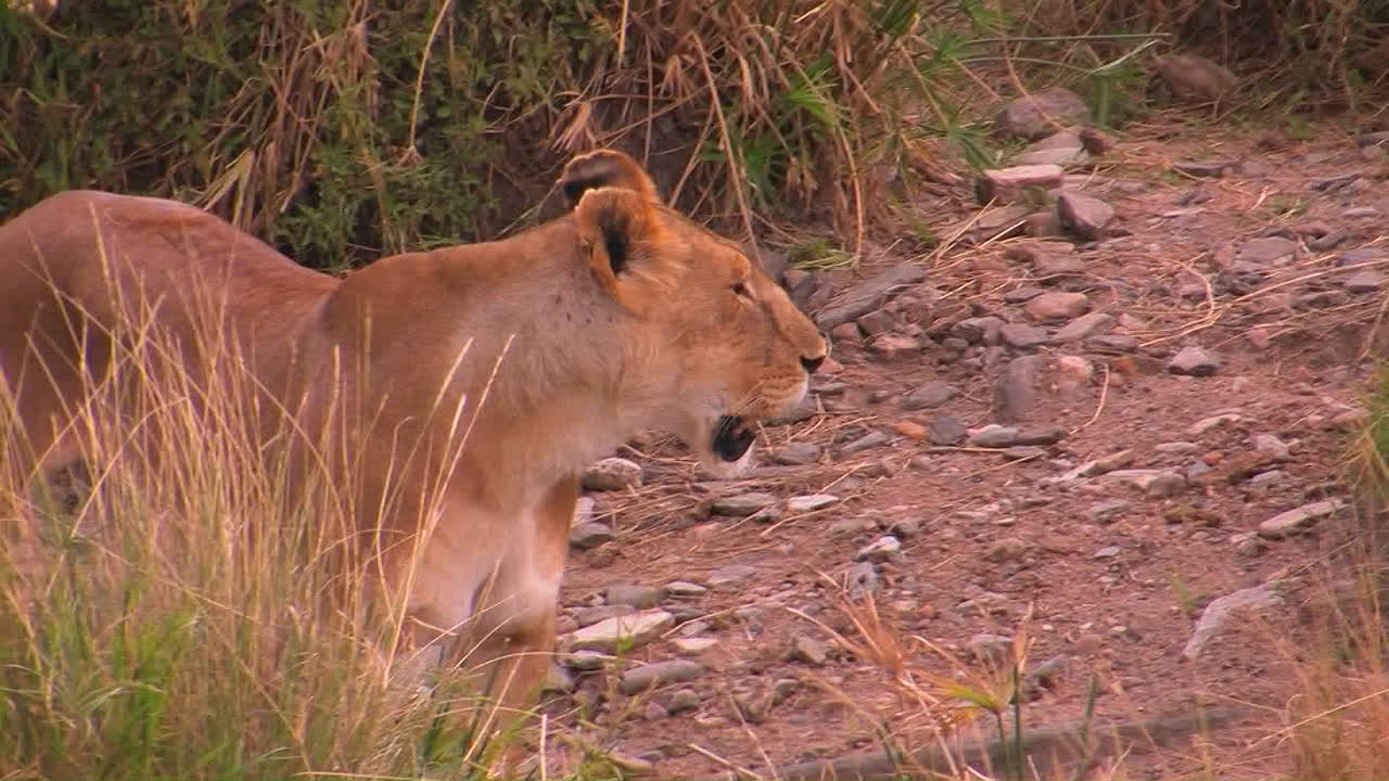 헐떡이며 키 큰 잔디 근처를 둘러보는 암컷 사자