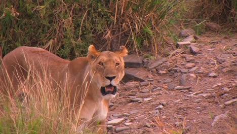 A-female-lion-panting-and-looking-around-near-tall-grass