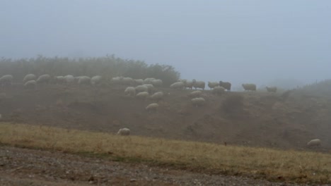 sheep in a foggy mountain landscape