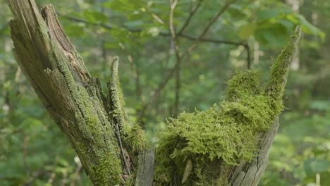 moss-covered tree stump in forest