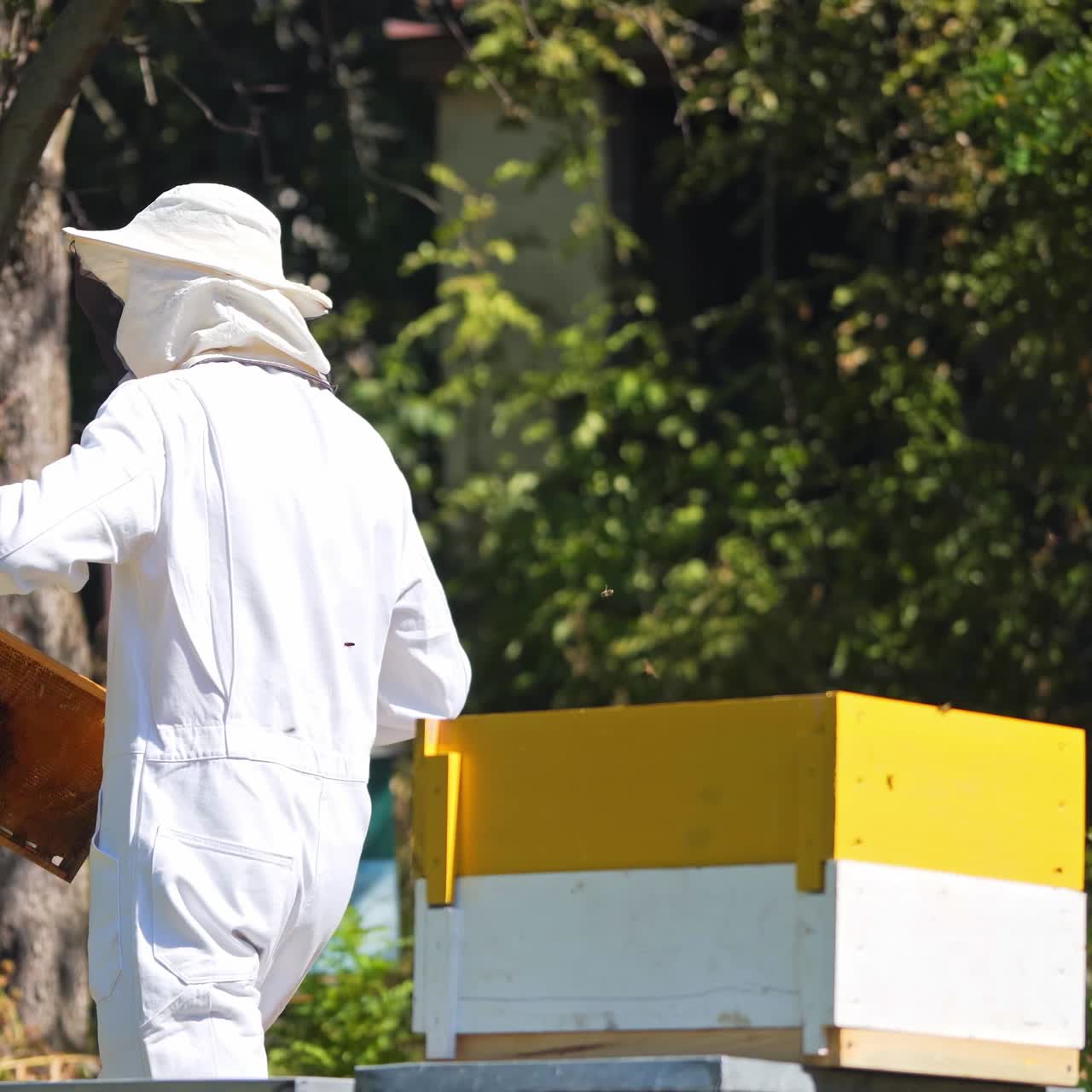 Apicoltore vicino all'alveare. Apicoltore con cappello e tuta protettiva che lavora nell'apiario in una luminosa giornata estiva. Apicoltore prepara i telaini con i fogli cerei.
